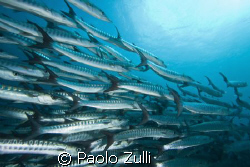 "barracuda point"450d+10-22 canon by Paolo Zulli 
